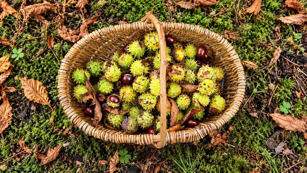 Wicker basket filled with freshly gathered conkers and spiky horse chestnut cases, resting on a mossy woodland floor scattered with autumn leaves.