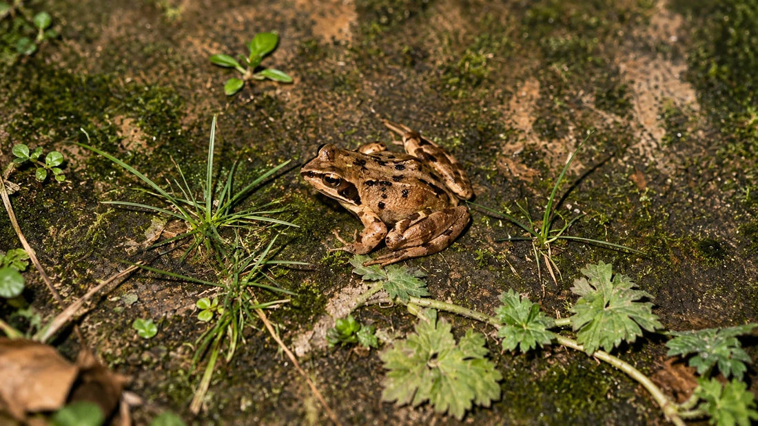 Speckled frog sat in the glow of a fire pit 