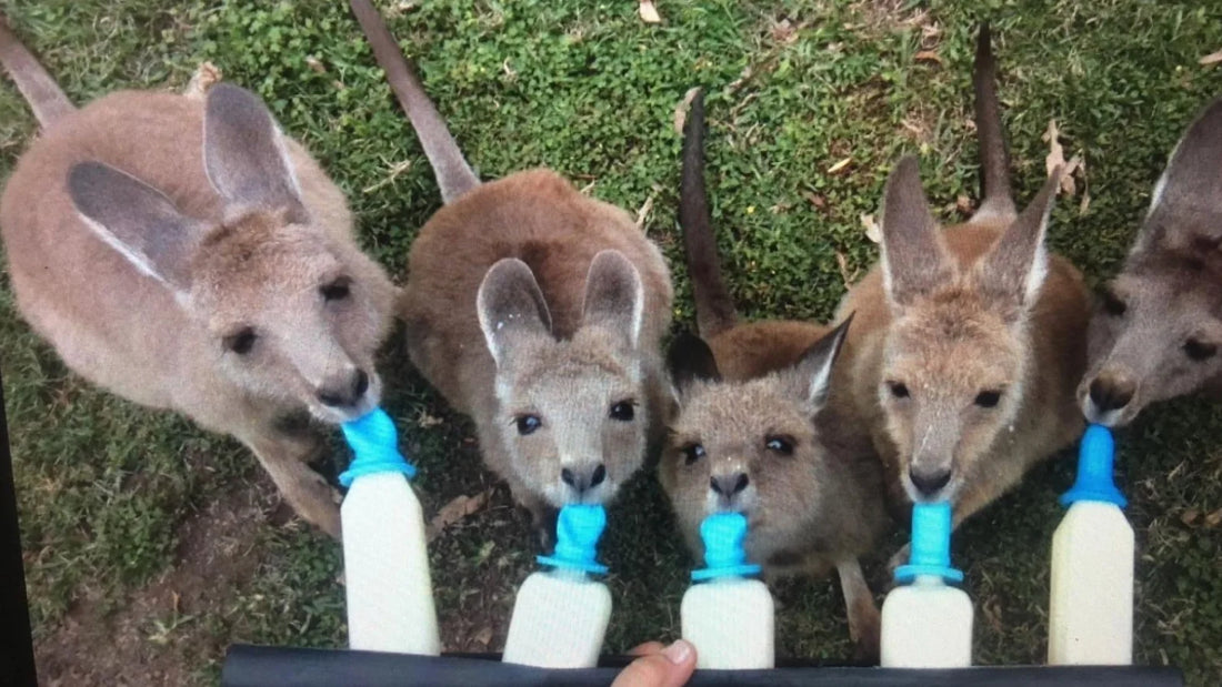 Karen The Wallaby Lady