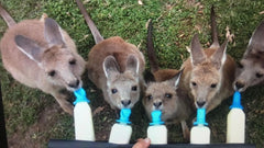 Karen The Wallaby Lady